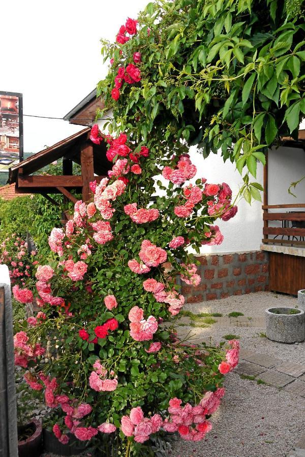 Guest House Medina 贝洛格拉奇 外观 照片